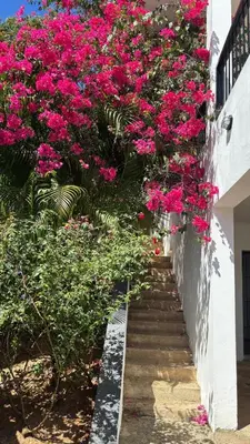 a stairway with pink flowers on a wall at Villa Aurora Samaná in Santa Bárbara de Samaná