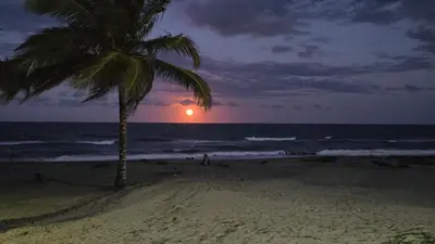 a palm tree on a beach with the ocean at Cristamar in Cabarete