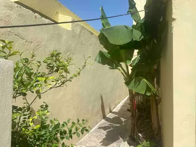 a plant in a vase next to a wall at Nido del patio, 40 min to Bocachica beach 5 center in La Piedra