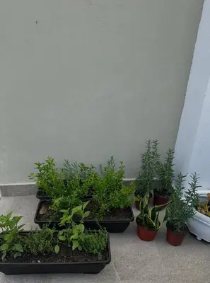a group of potted plants sitting next to a wall at Azotea Quinta Galarza