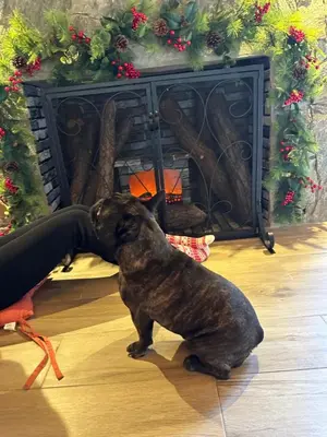 a black dog sitting on the floor in front of a fireplace at La gloria