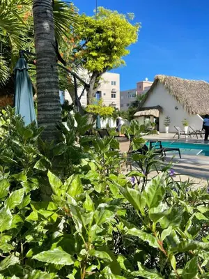 a palm tree and an umbrella next to a pool at Nuovo Hotel Playa Catalina in La Romana