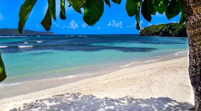 a beach with a tree and the ocean at Villa Ixora - Ocean Front in Las Galeras