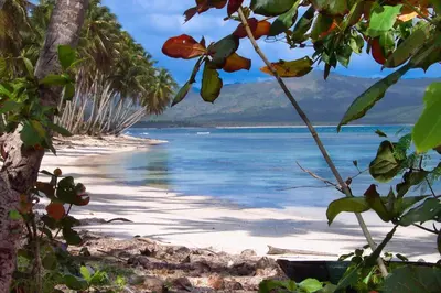 a beach with palm trees and the water at Jasmine La Playita - Ocean Front in Las Galeras