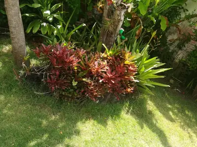 a garden with red plants in the grass at Villa Carolina Bed and Breakfast in San Felipe de Puerto Plata