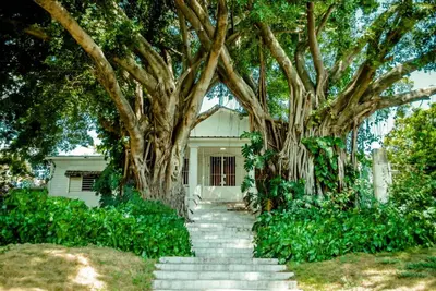 a tree with stairs leading up to a house at Villa Carolina Bed and Breakfast in San Felipe de Puerto Plata