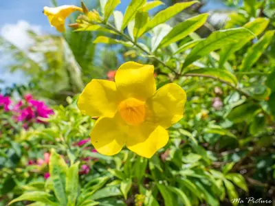 a yellow flower in front of a bush of flowers at Résidence Villas Les Hibiscus in Las Terrenas