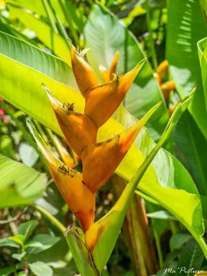 a yellow flower on a tree with green leaves at Résidence Villas Les Hibiscus in Las Terrenas