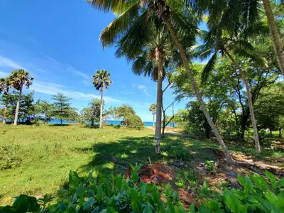 a group of palm trees on a grass field at Susy paradise in Sosúa
