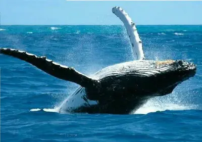 a whale in the water with its arms outstretched at Hidden Paradise at Apto Del Cerro in Santa Bárbara de Samaná