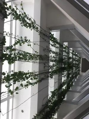 a building with ivy climbing up the stairs at Marbella Juan Dolio in Juan Dolio