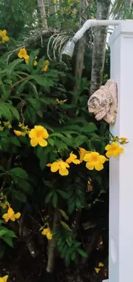 a garden with yellow flowers and a statue at Le BDM PLAYITA in Las Galeras