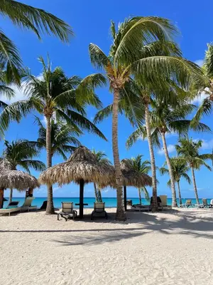a group of palm trees on the beach at 2BR 2BA Beachfront With View 71 in Bayahibe