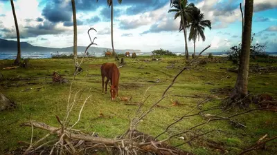 a horse grazing in a field next to the ocean at Villa La Caleta in Las Galeras