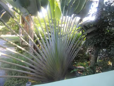 a large green palm tree in a garden at Hotel Cambri in Nagua