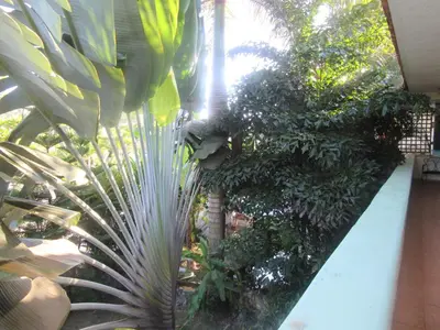a view of a garden with trees and plants at Hotel Cambri in Nagua
