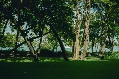 a group of trees in a park with green grass at Casa Colonial Beach & Spa in San Felipe de Puerto Plata