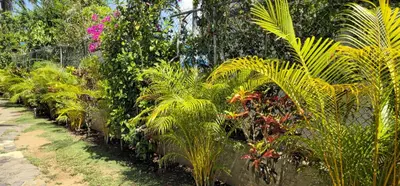 a row of plants in a garden at Casa Giò in Las Terrenas