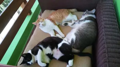 three cats laying in a box on the floor at Mi Hogar Jarabacoa in Jarabacoa