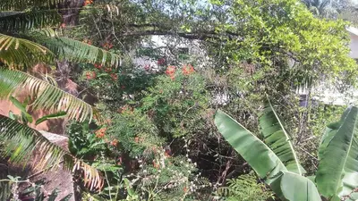 a bunch of trees and plants in a forest at La Casa Del Arbol in Las Galeras