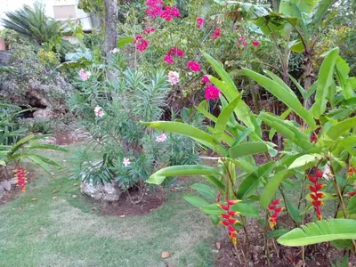 a garden with pink flowers and green plants at La Casa Del Arbol in Las Galeras