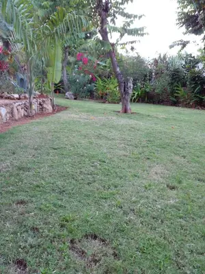 a lawn with a tree in the middle of a yard at La Casa Del Arbol in Las Galeras