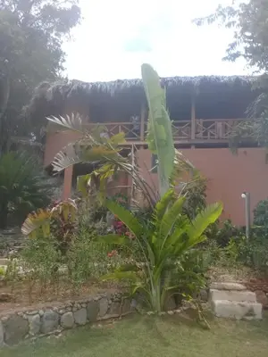 a large green plant in front of a house at La Casa Del Arbol in Las Galeras