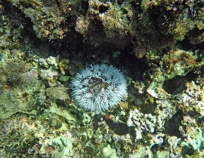 a clown fish in the water on the reef at Solazul in Las Galeras