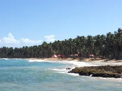 a beach with a bunch of palm trees and the ocean at Baoba Breeze Bed & Breakfast- beachfront paradise in Cabrera