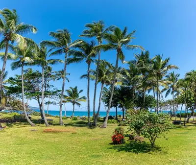 a group of palm trees on the beach at Villa Flamboyan in Las Galeras