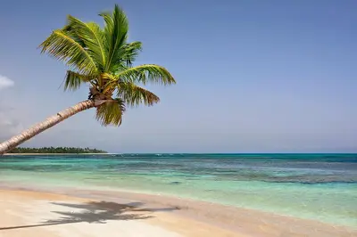 a palm tree on a beach with the ocean at Xeliter Balcones del Atlantico - Las Terrenas in Las Terrenas