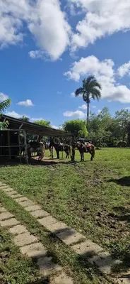 a group of horses walking in a field with a tree at Surfbreak B&B in Cabarete