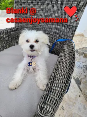 a small white dog sitting on a chair at casaenjoysamana in Los Naranjos