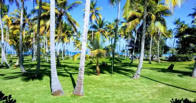 a group of palm trees in a park at BUNGALOW 3111 OCEAN VIEW in Las Galeras