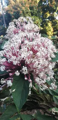 a bunch of white and pink flowers on a plant at La famosa costillas a la leña in Jarabacoa