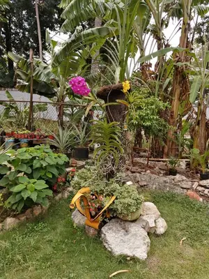 a garden with flowers and plants on the grass at La famosa costillas a la leña in Jarabacoa