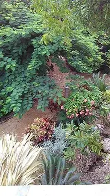 a garden with many different types of plants at Welcoming House in Las Galeras with Stunning Sea View in Las Galeras
