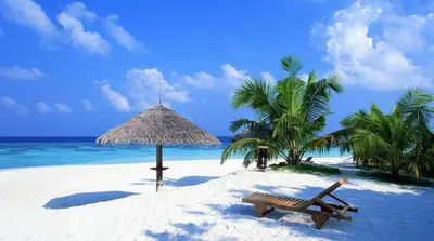 a beach with a bench and an umbrella and palm trees at Hotel Magic Tropical in Boca Chica