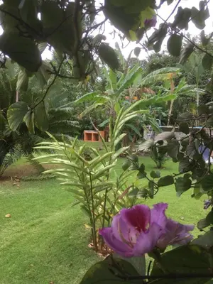 a purple flower on a plant in a yard at Labellaventura in Las Galeras