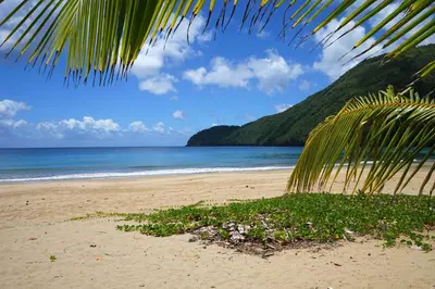 a beach with a palm tree and the ocean at Dominican Tree House Village in El Valle