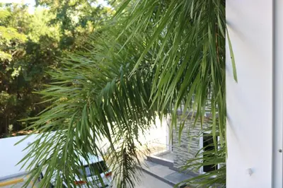a palm tree is leaning against a white wall at Tu Segundo Hogar en Santiago, La Cuidad CORAZÓN in Santiago de los Caballeros