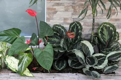 a red flower in a bunch of plants at Hostal San Francisco de Asis in Santo Domingo