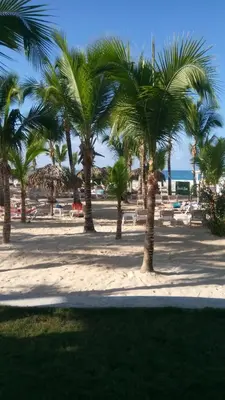 a group of palm trees on a beach at Million View Room Adults Only Resort 1 in La Laguna
