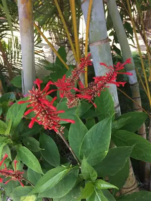a plant with red flowers and green leaves at La Cotica Casa Verde o Casa Azul in Las Terrenas
