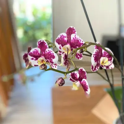 a bunch of purple and white flowers in a vase at Breathless Punta Cana Resort & Spa - Adults Only - All Inclusive in Punta Cana