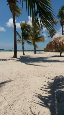 a group of palm trees on a sandy beach at Caribean House in Boca Chica