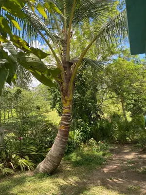 a palm tree in the middle of a field at Haus unter Palmen in Jarabacoa