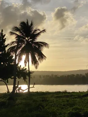 a palm tree sitting next to a body of water at Yes Papa! Rooms only 100m from the beach! in Las Galeras