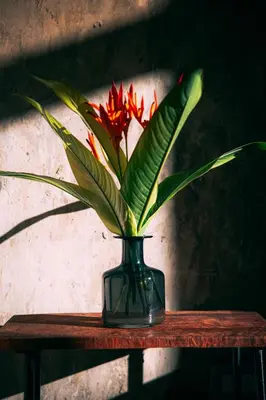 a vase with a red flower in it on a table at Taino Beach Lofts in El Valle
