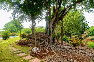 a tree with its roots in the ground at Estudio Jardín Escondido in Las Galeras